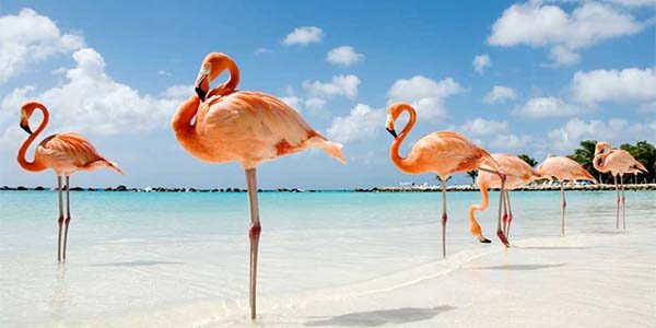 Aruba Playa